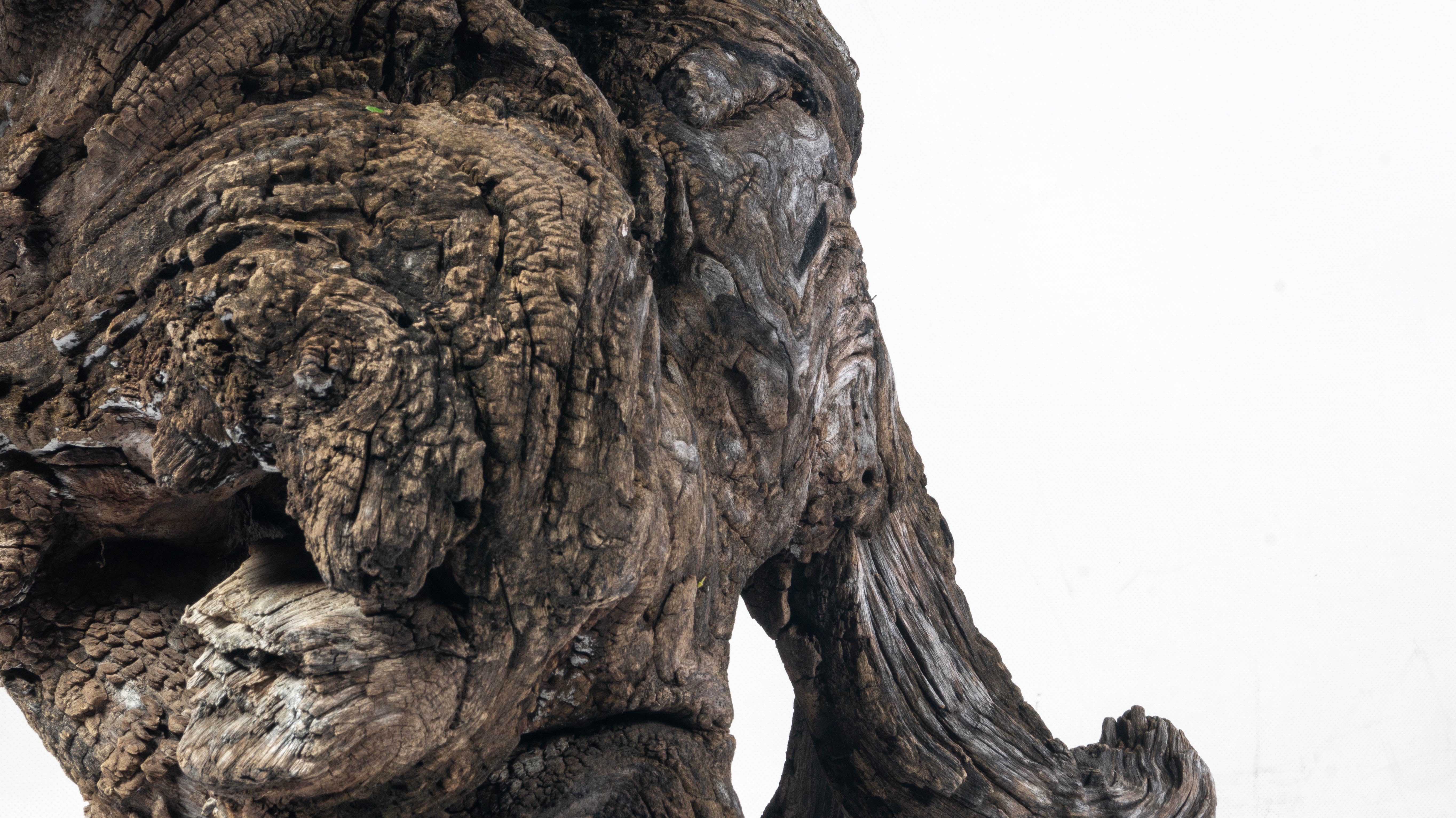 Organic Form Teak Sculpture