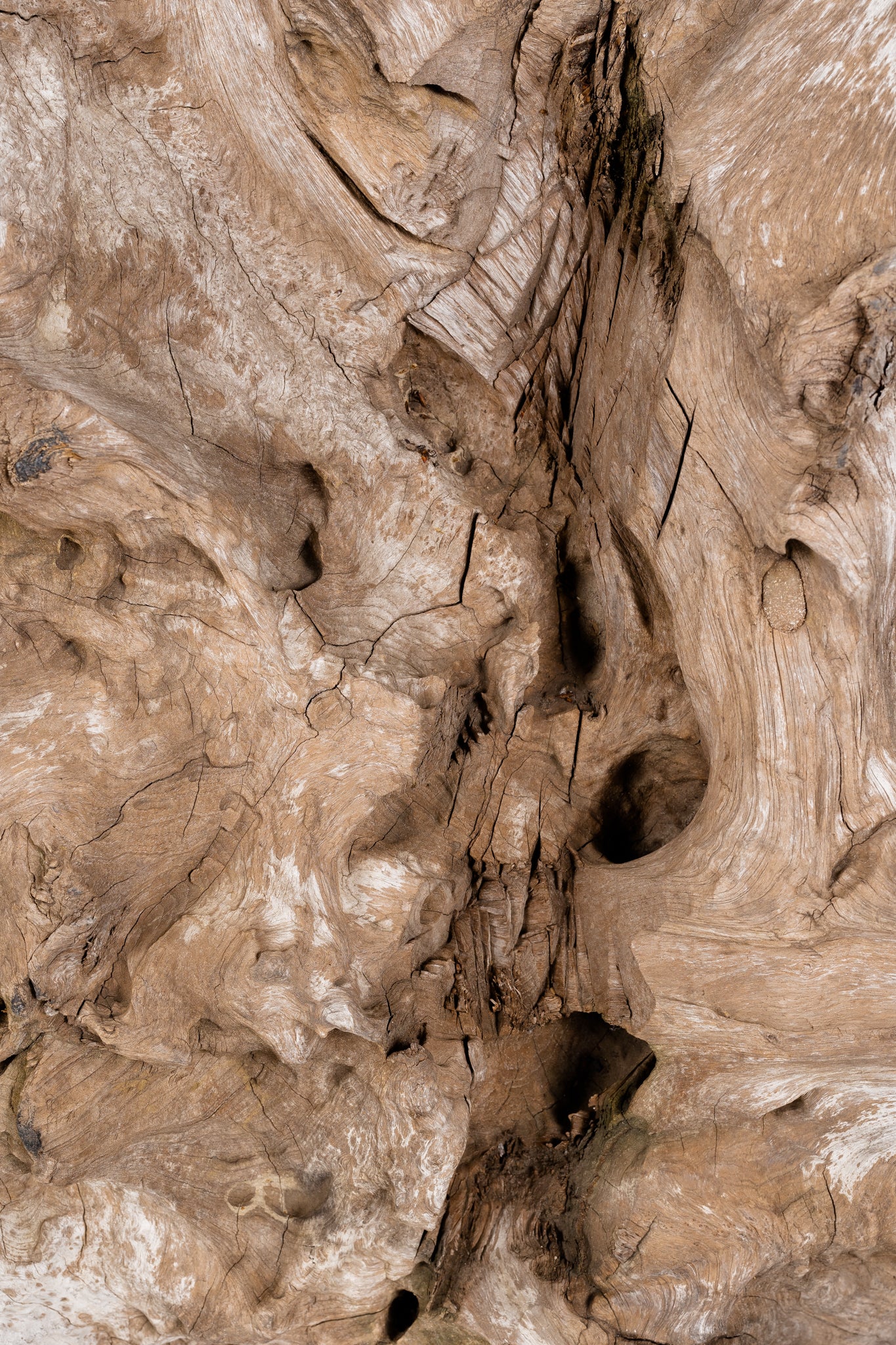 Teak Wood Organic Form on Mount