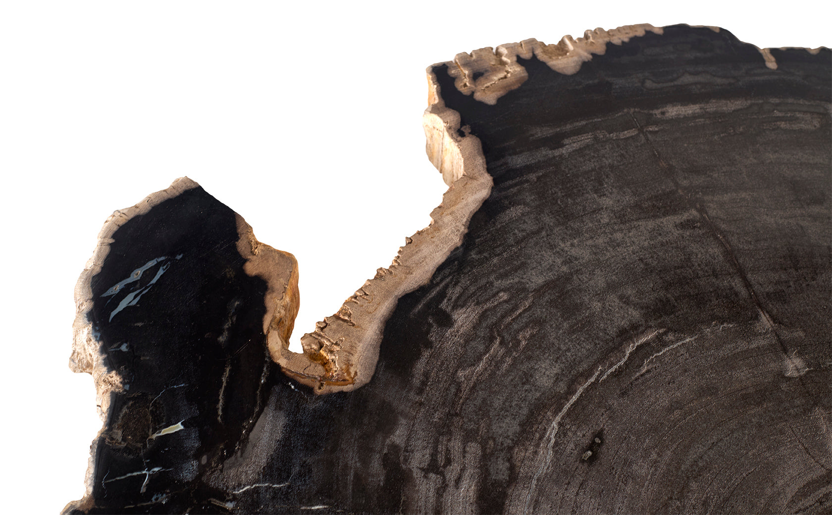 Petrified Wood Top on Free-Hand Ebonized Steel Base End Table