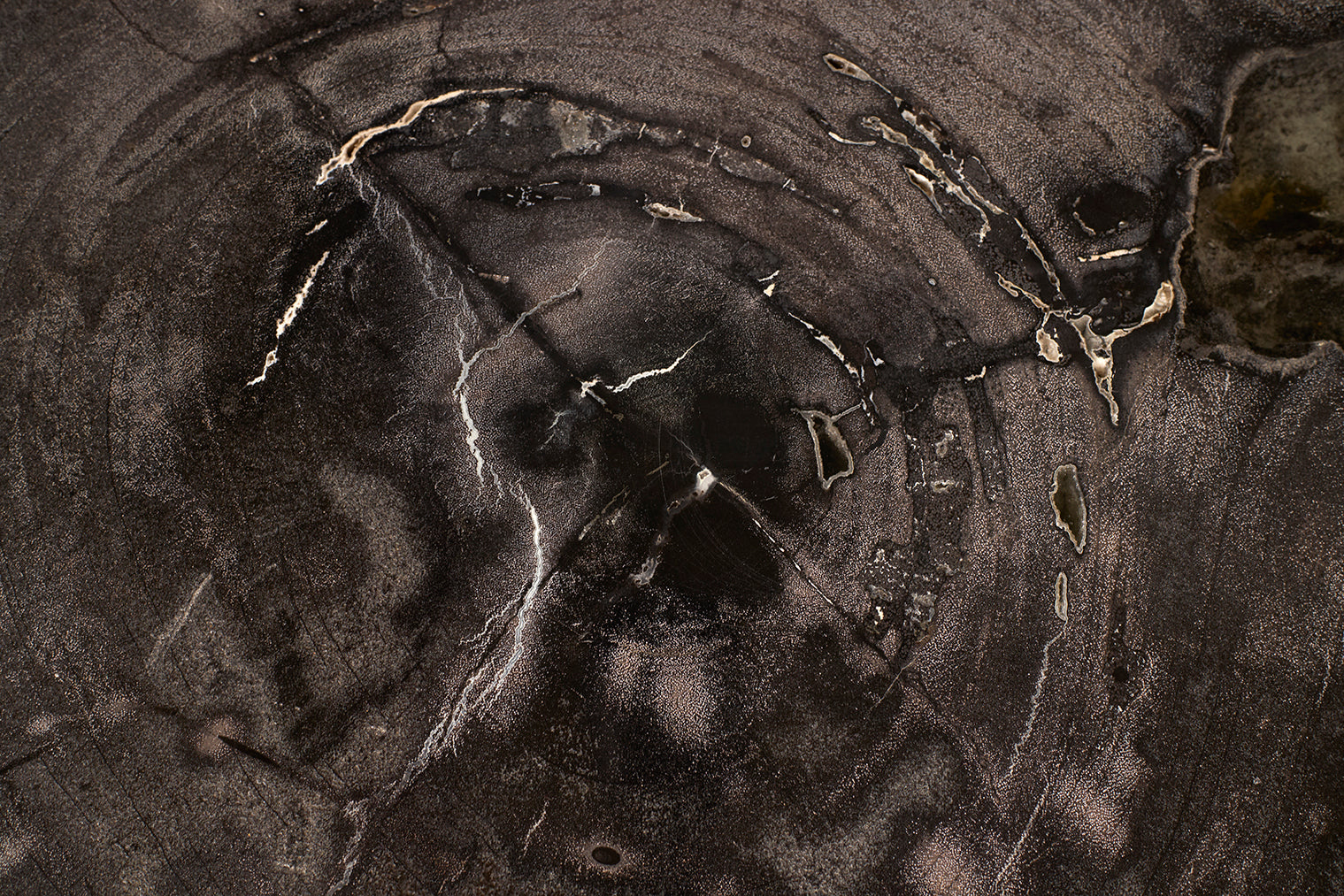 Petrified Wood Top on Free-Hand Ebonized Steel Base End Table