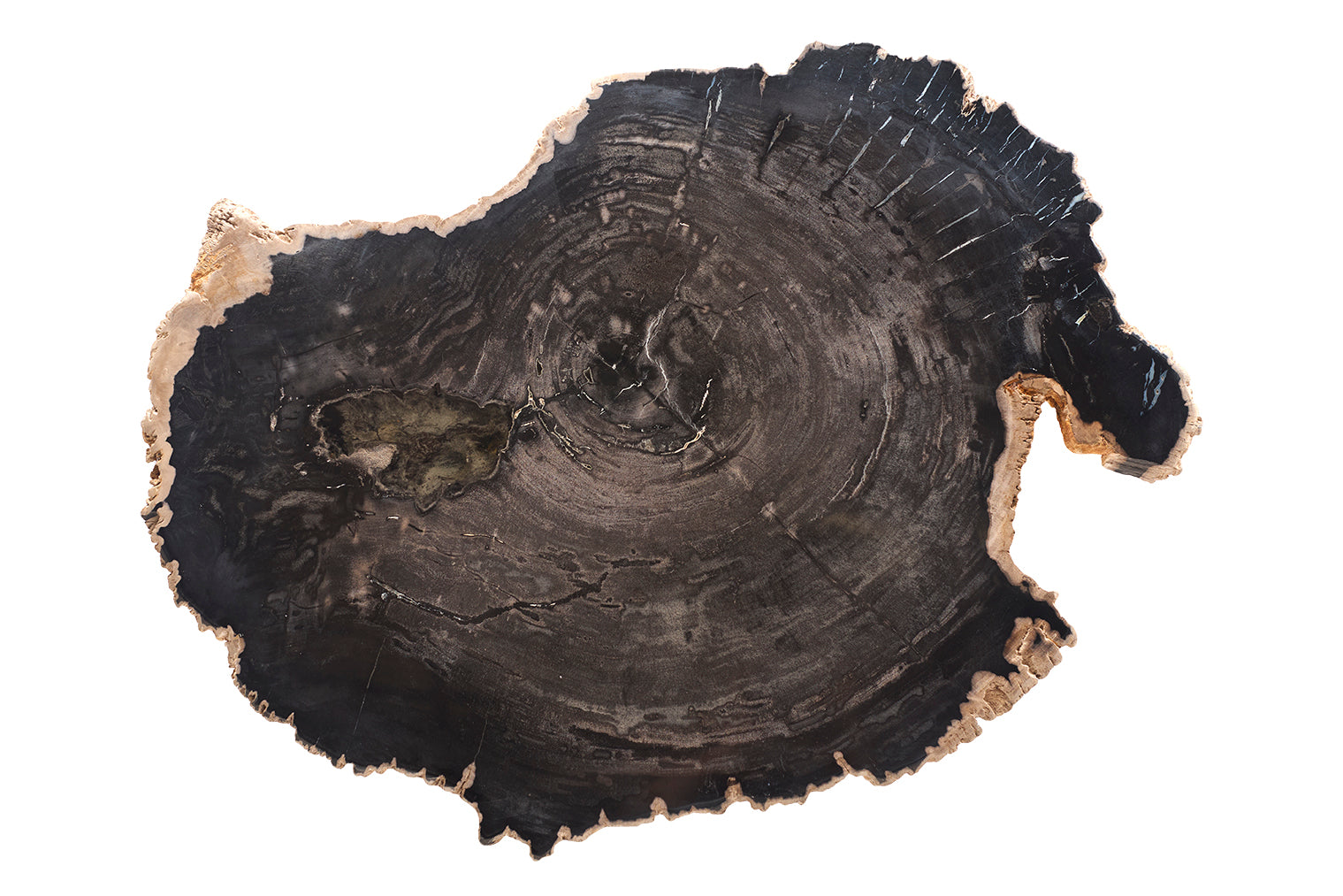 Petrified Wood Top on Free-Hand Ebonized Steel Base End Table