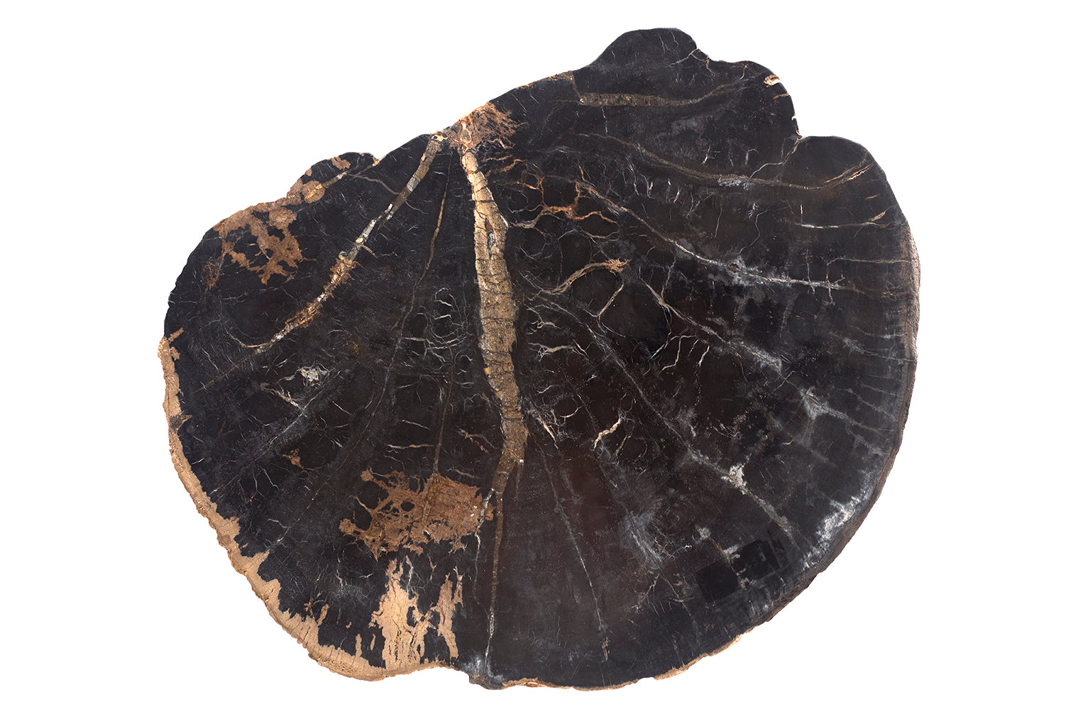 Petrified Wood Top on Free-Hand Ebonized Steel Base End Table