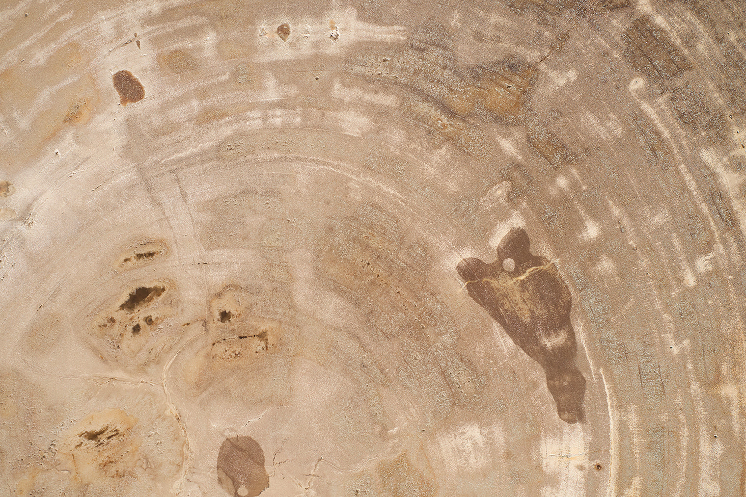 Petrified Wood Top on Free-Hand Ebonized Steel Base End Table