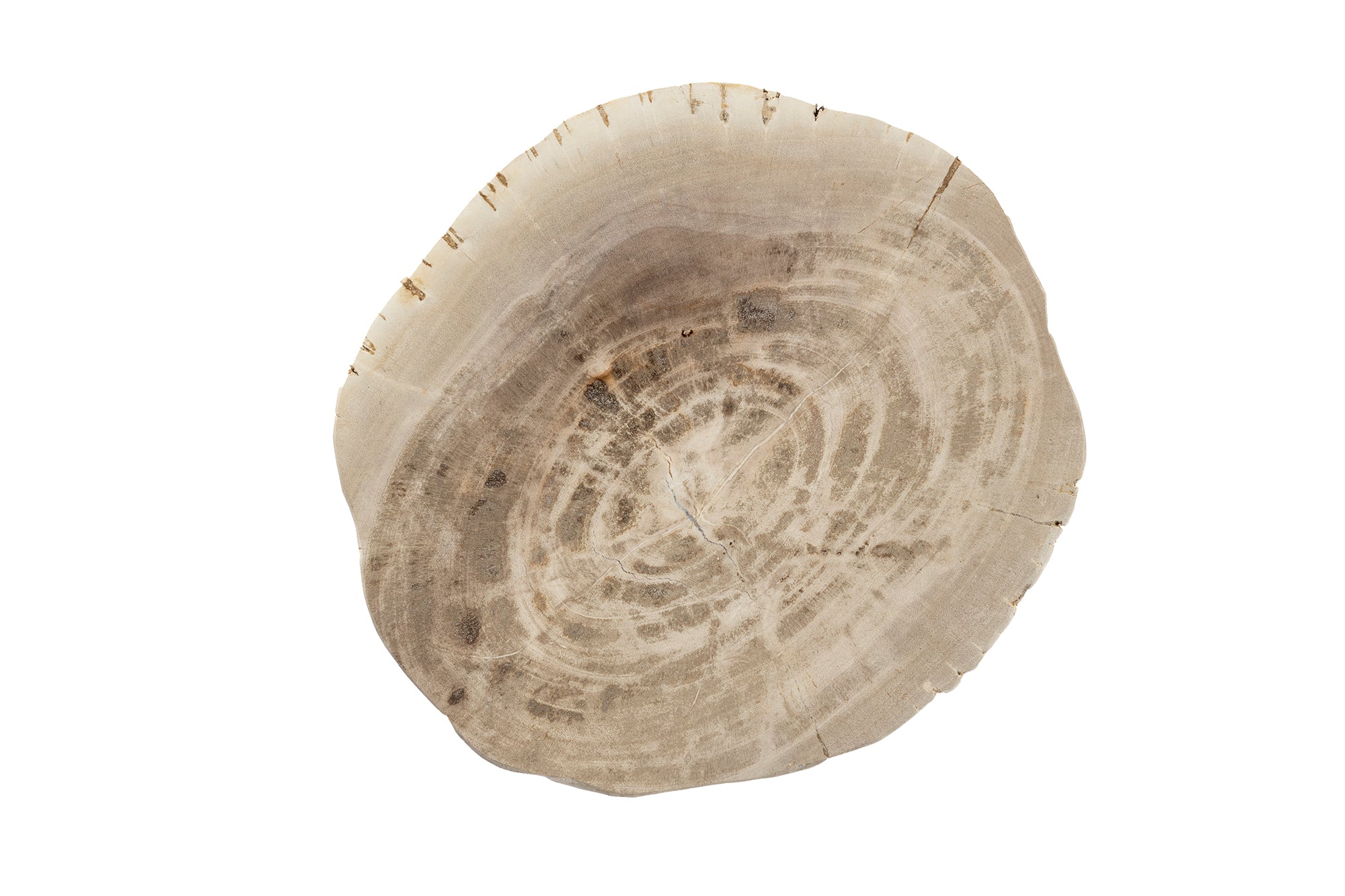 Bark Edge Petrified Wood Drinks Table