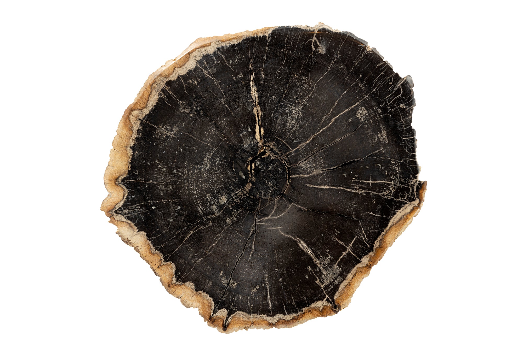 Bark Edge Petrified Wood Drinks Table
