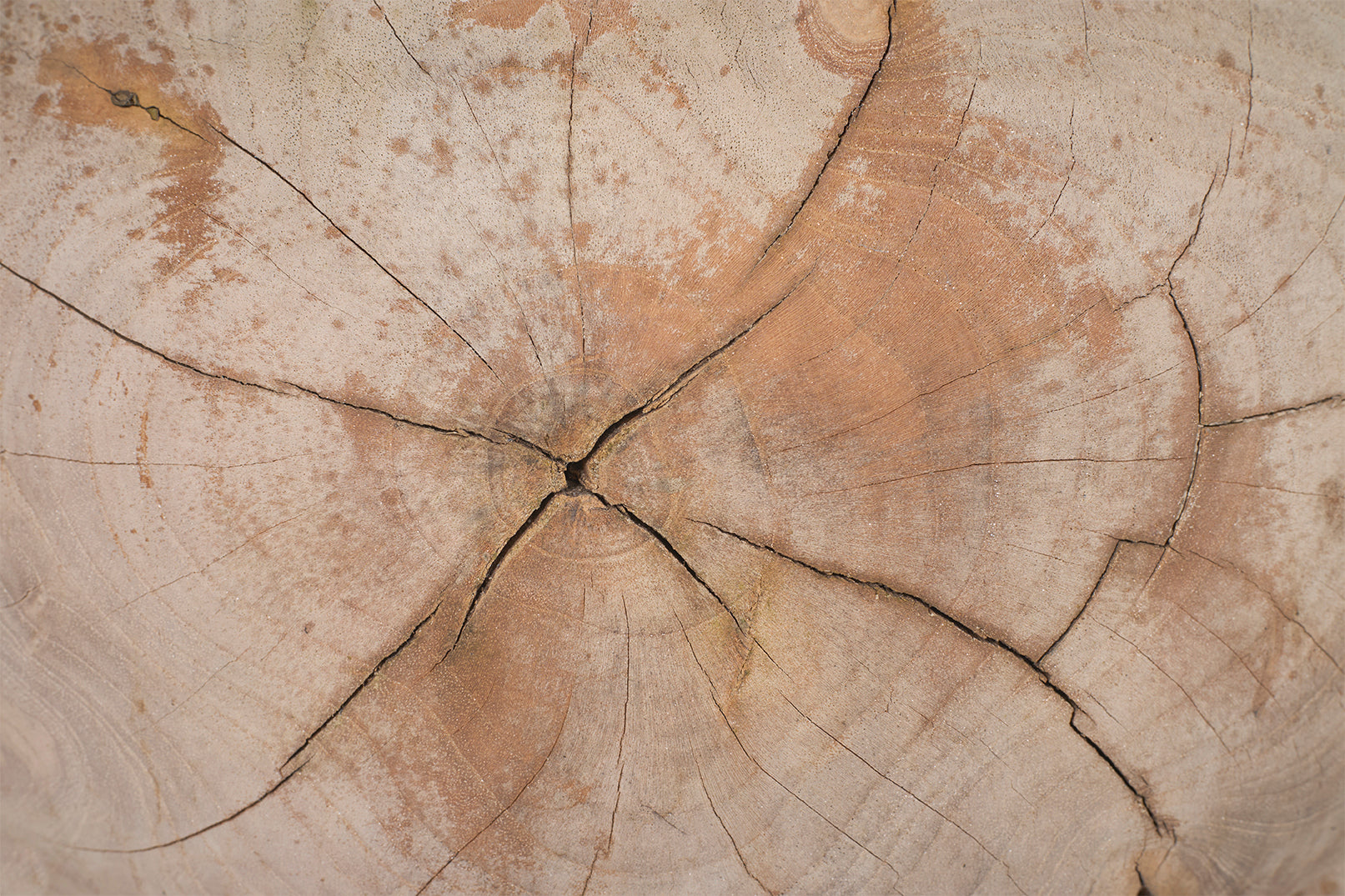 Teakwood Low Stool