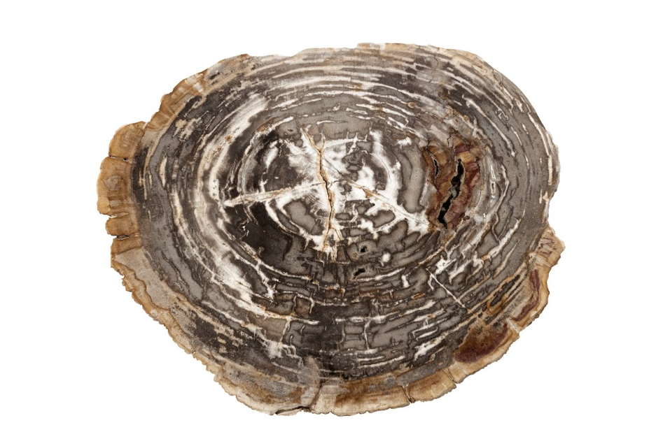 Petrified Wood Side Table