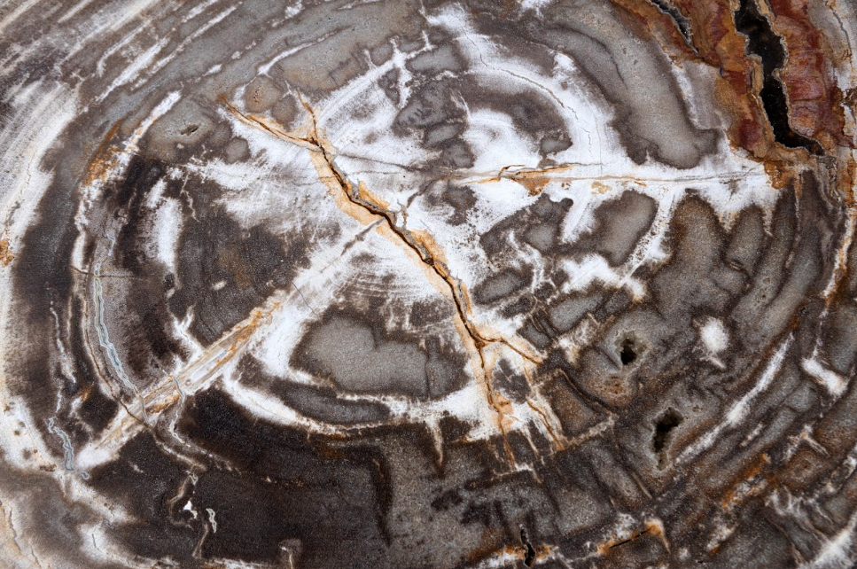 Petrified Wood Side Table