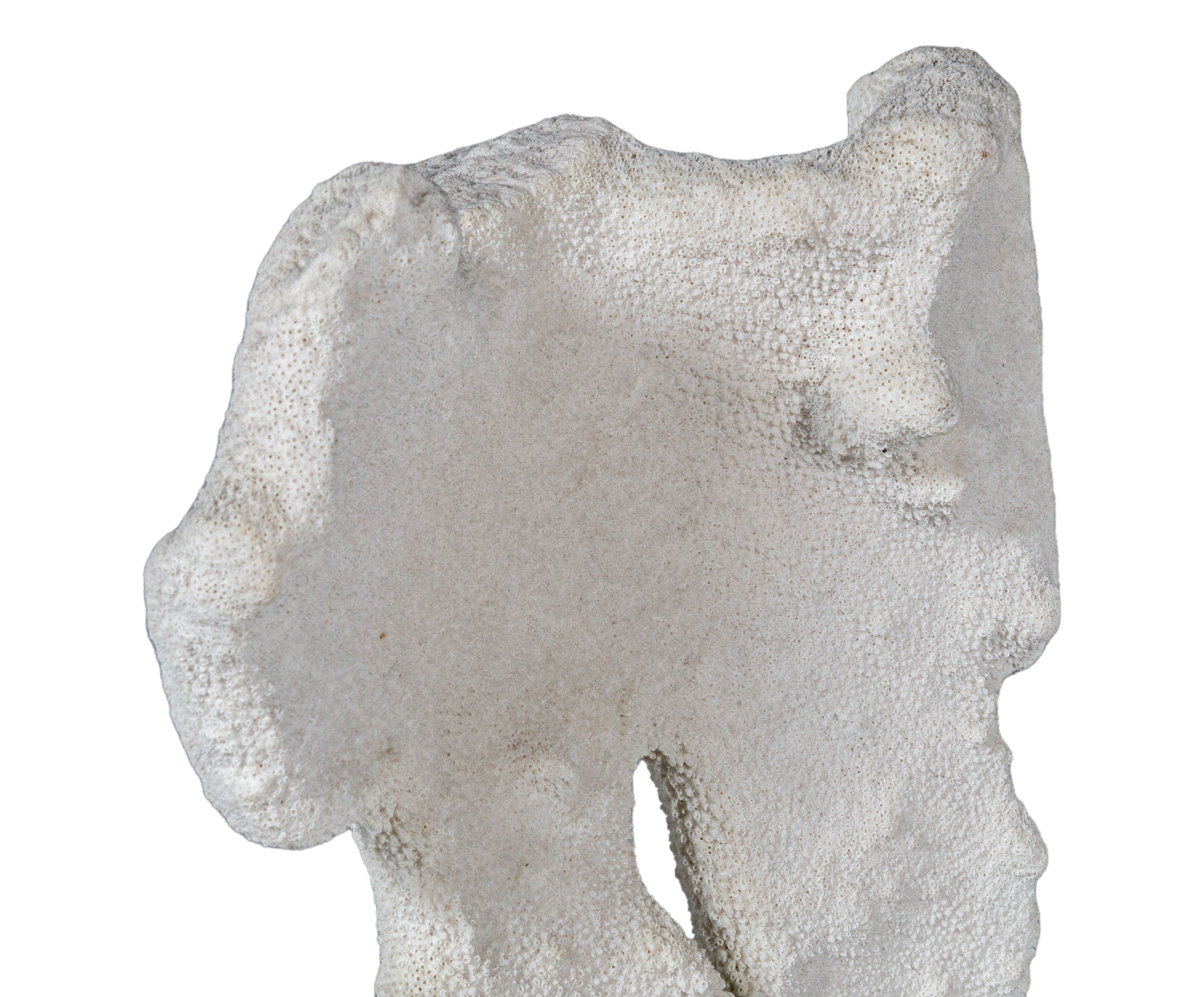 Coral on Metal Base Sculpture