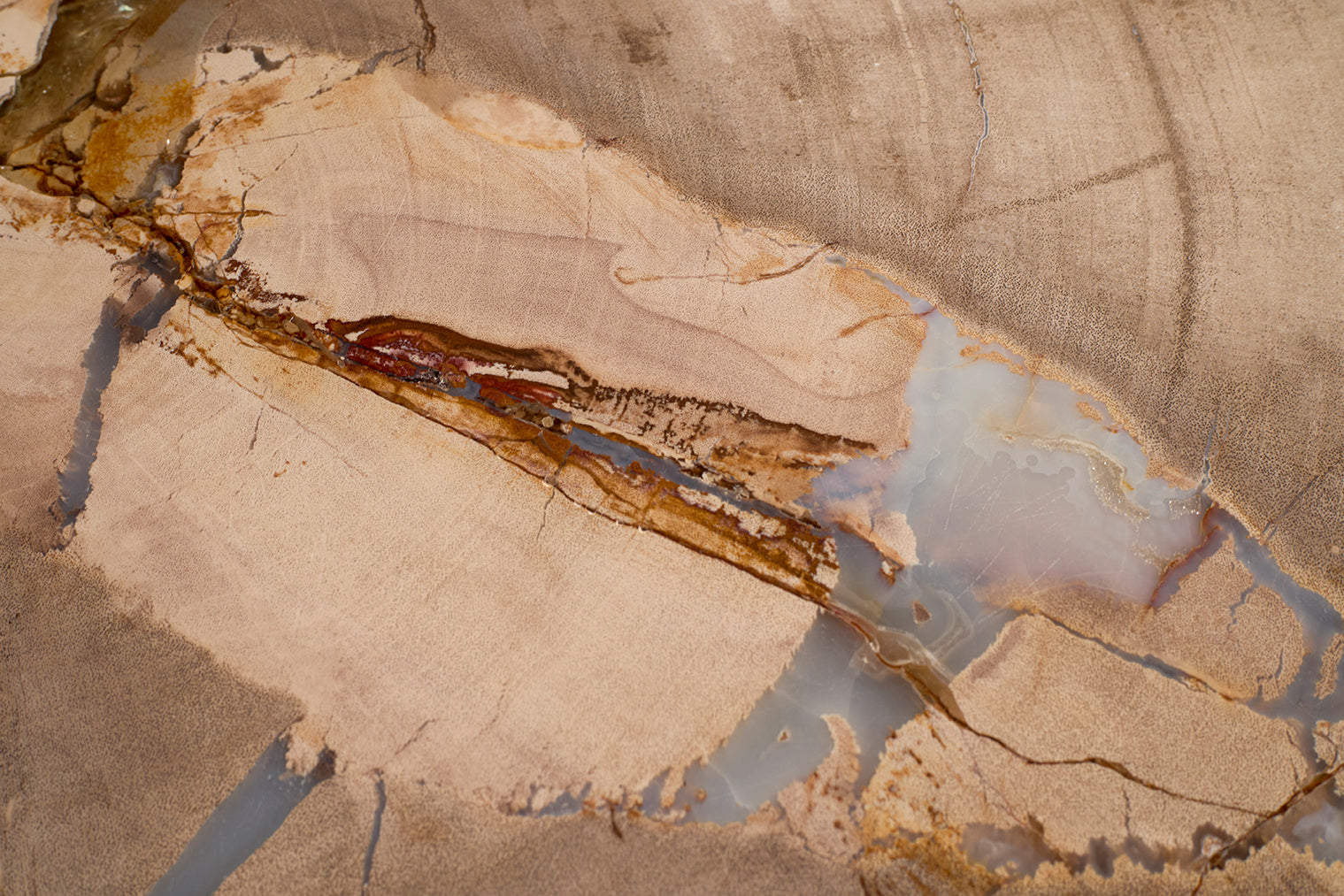 Petrified Wood Top on Free-Hand Ebonized Steel Base End Table