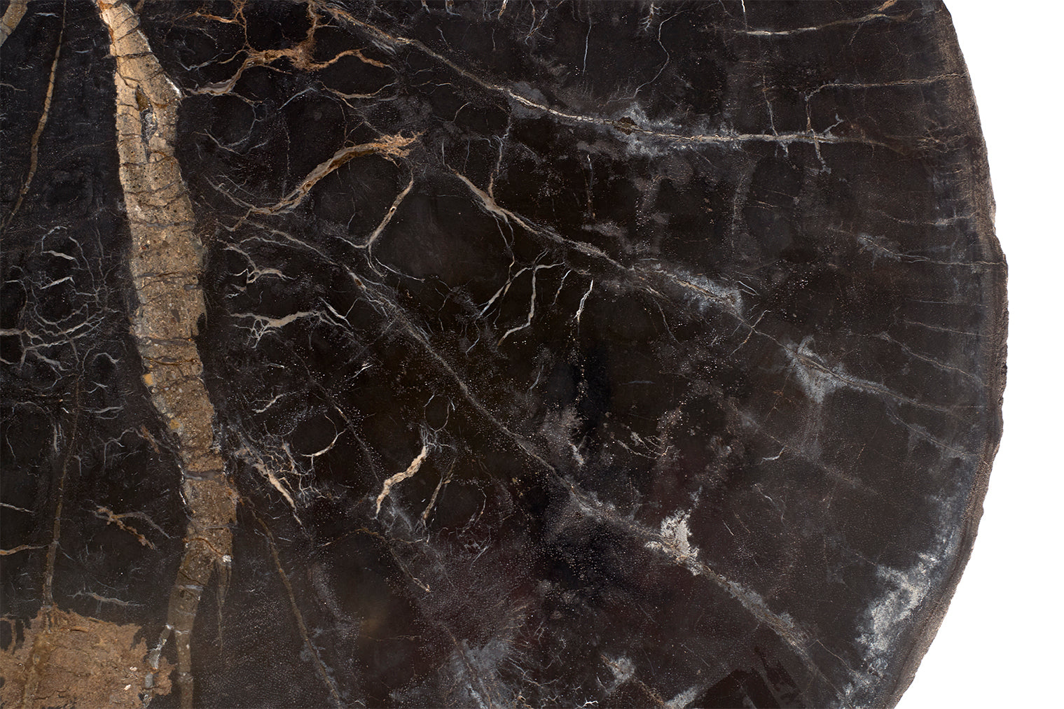 Petrified Wood Top on Free-Hand Ebonized Steel Base End Table