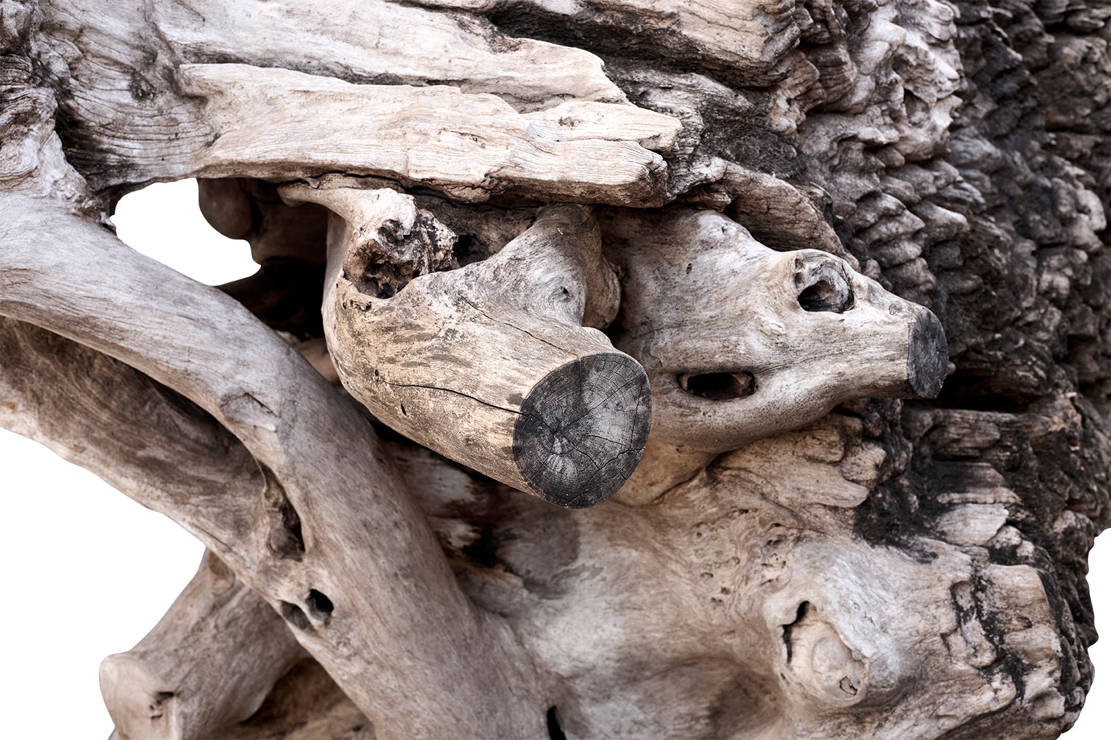 Monumental Bleached Teak Root Wood Console