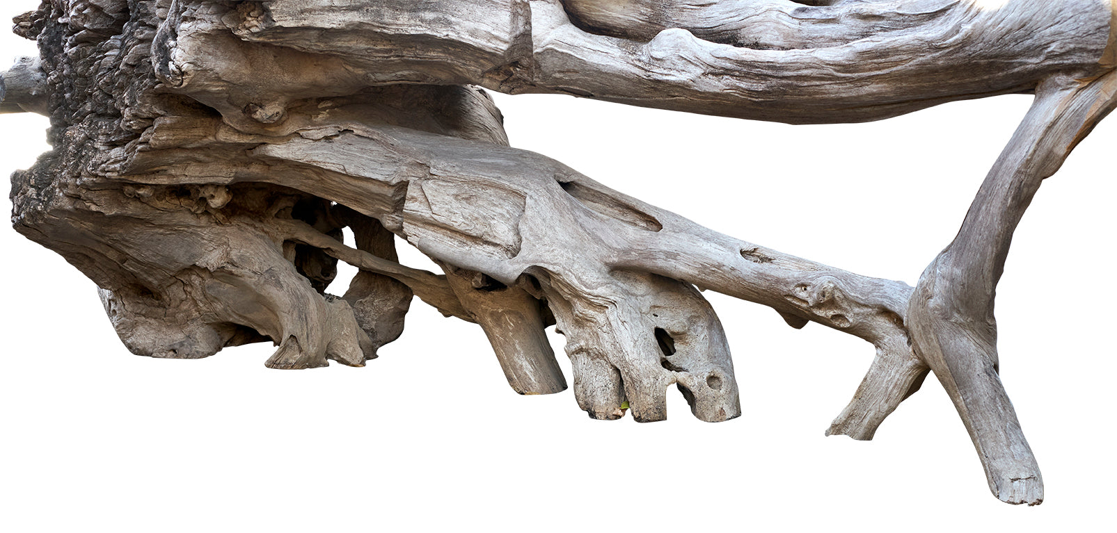 Monumental Bleached Teak Root Wood Console