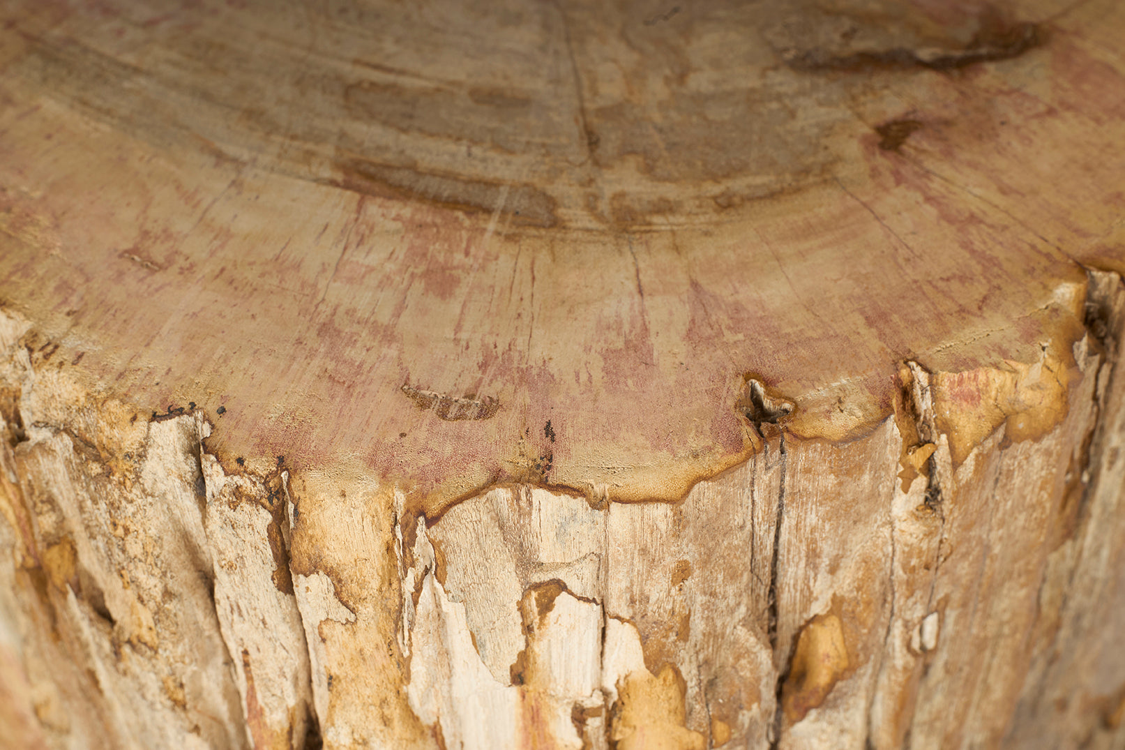 Petrified Stump Wood End Table
