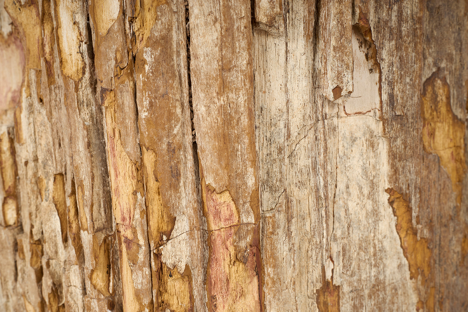Petrified Stump Wood End Table