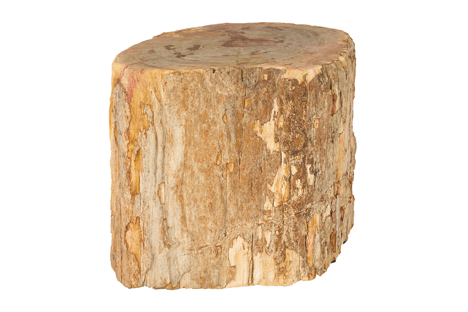 Petrified Stump Wood End Table