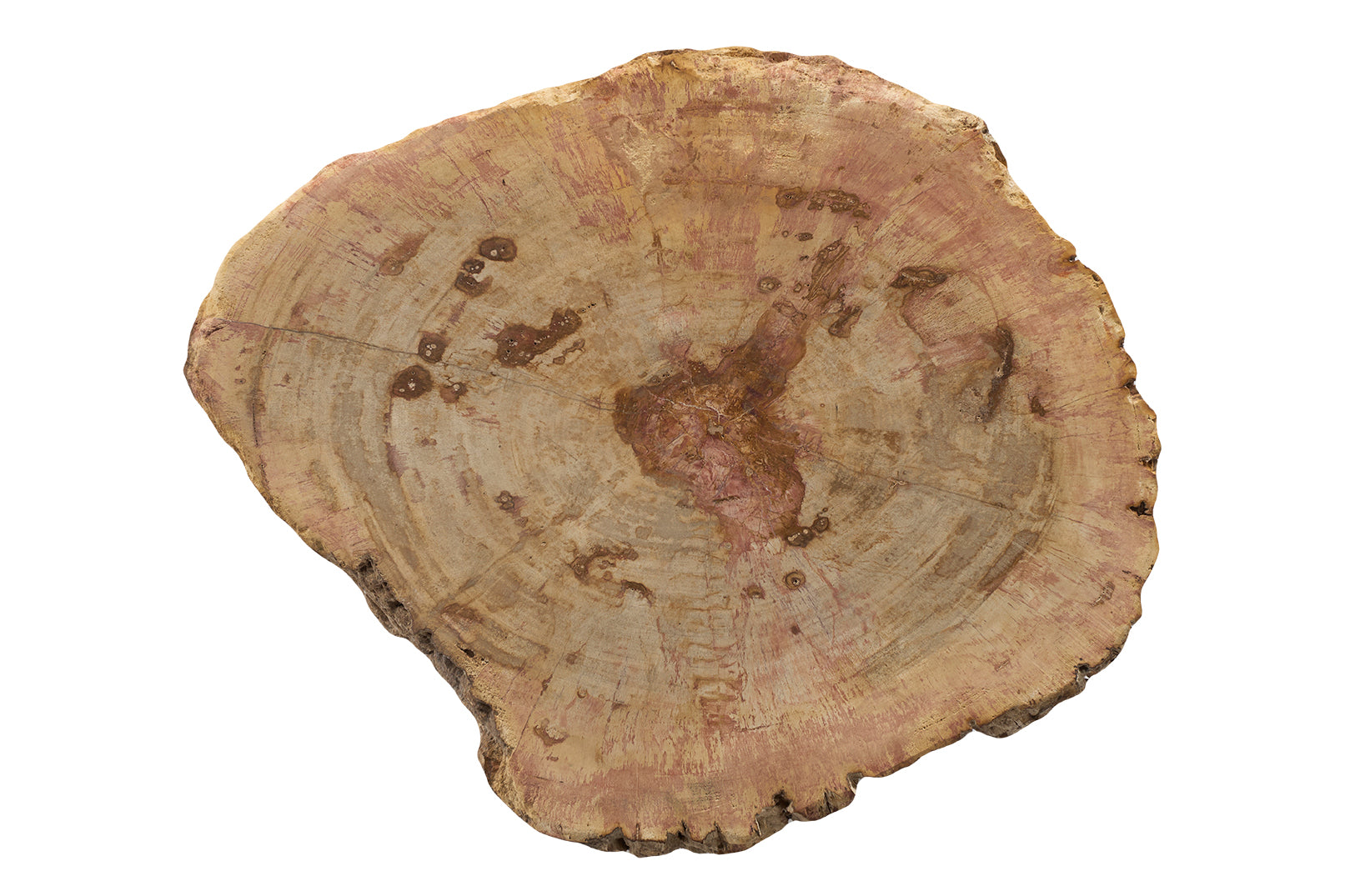 Petrified Stump Wood End Table