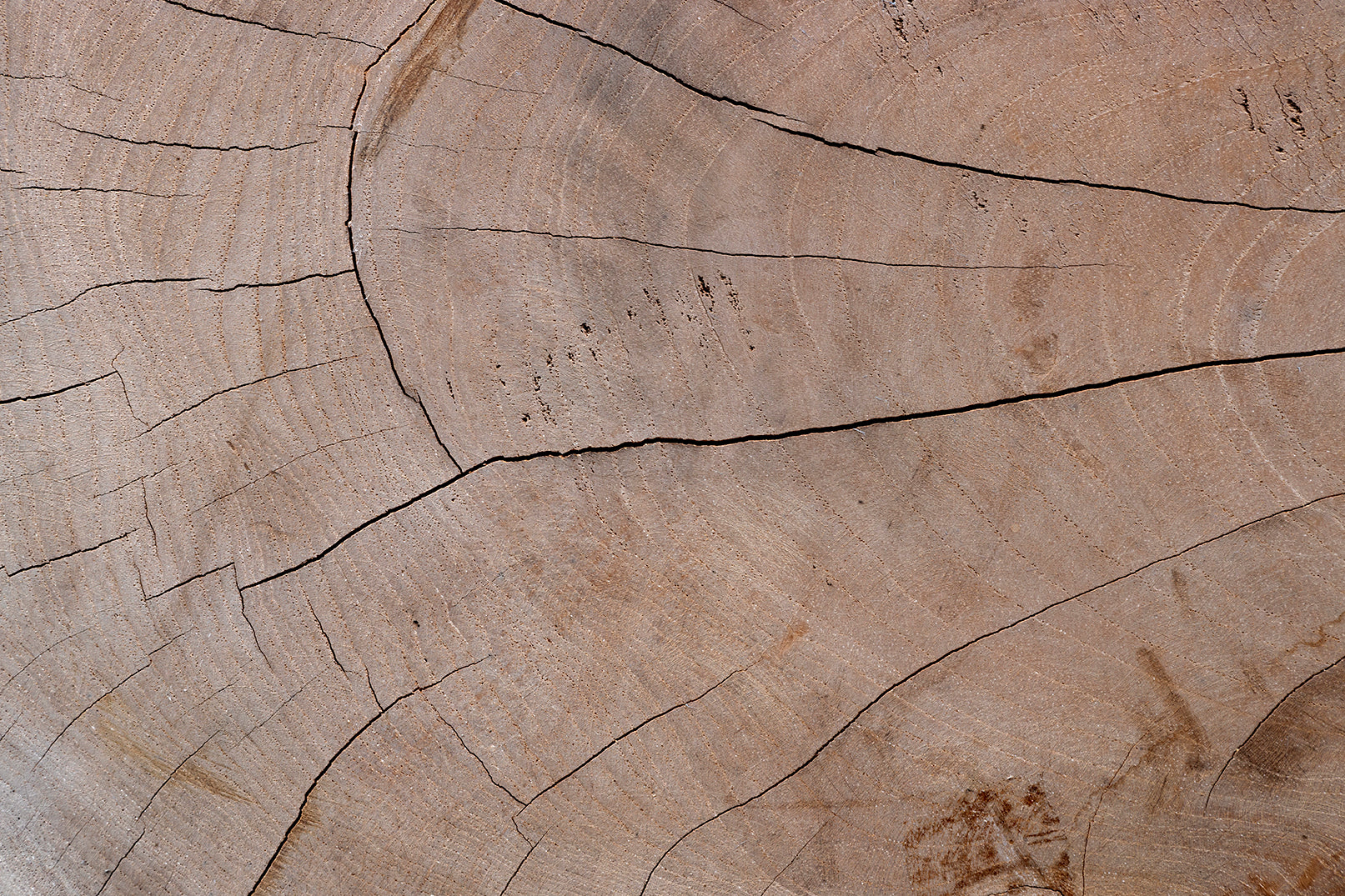 Organic Root Wood Form Teak Side Table