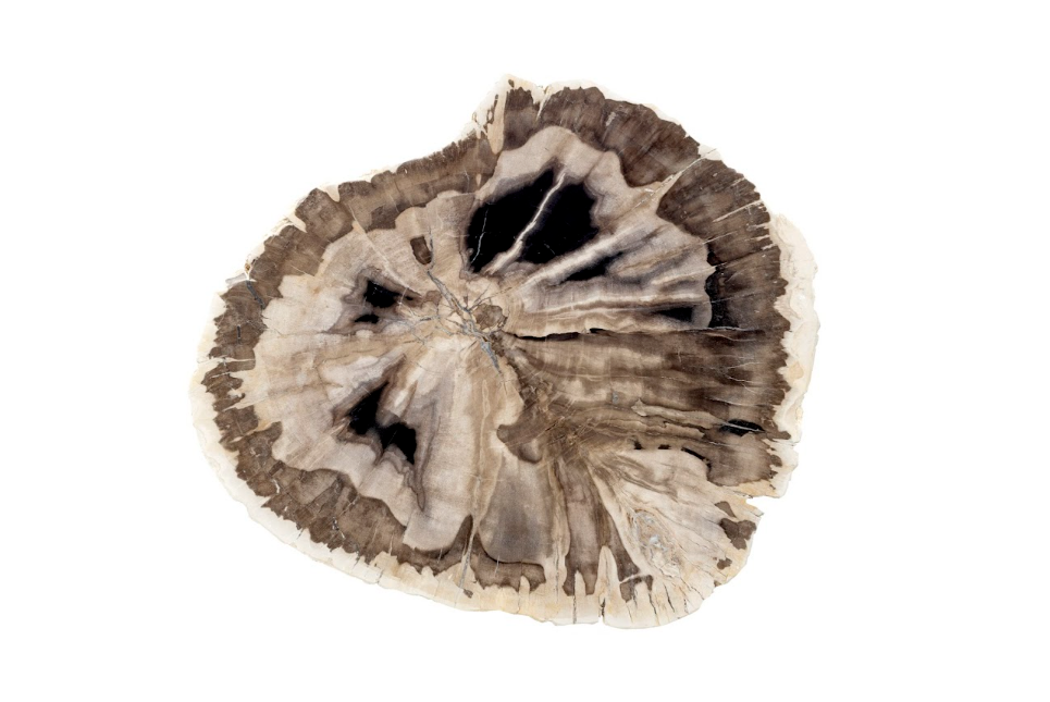 Petrified Wood Side Table