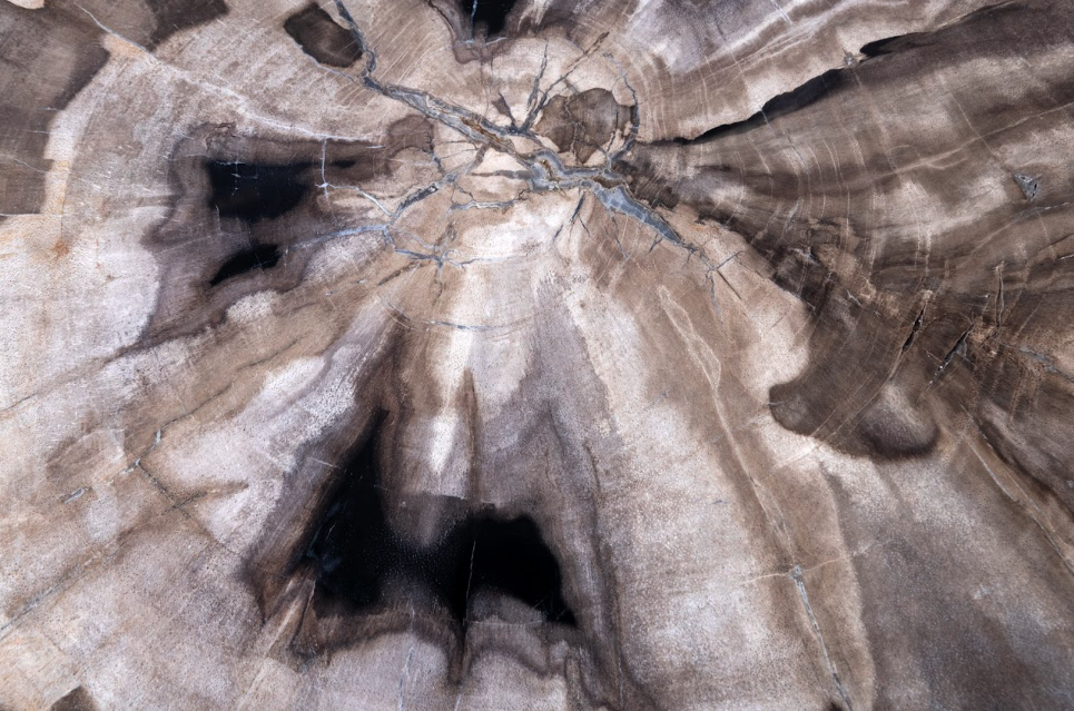 Petrified Wood Side Table
